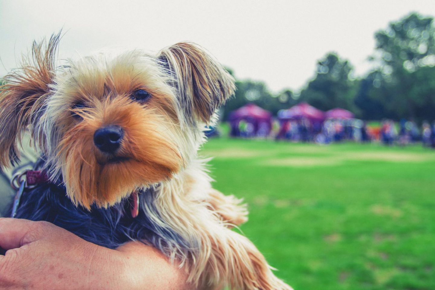 10 cutest sights at The Parks Trust Milton Keynes Big Doggie Do