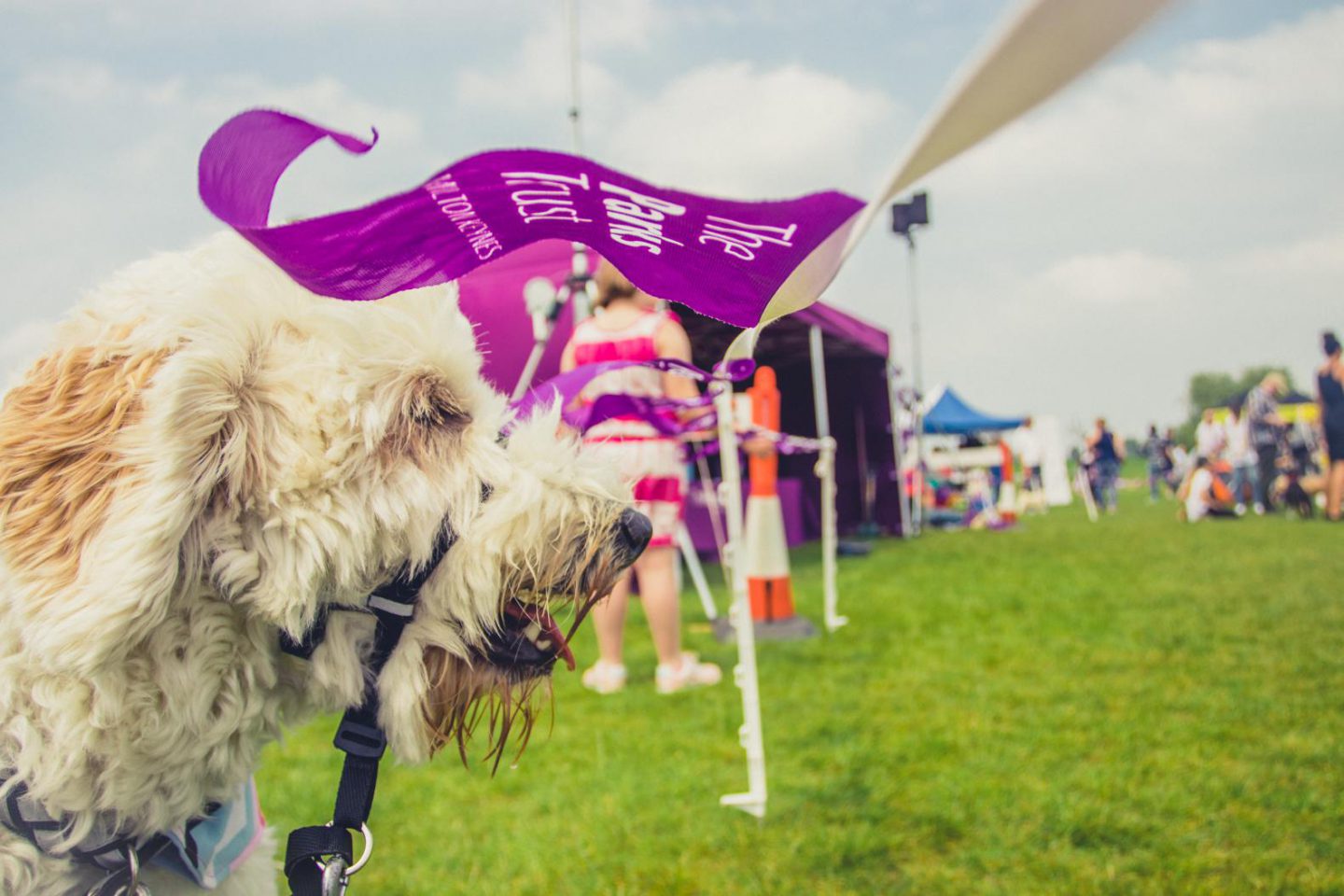 Doggie’s day out: The Parks Trust Milton Keynes Big Doggie Do 2018