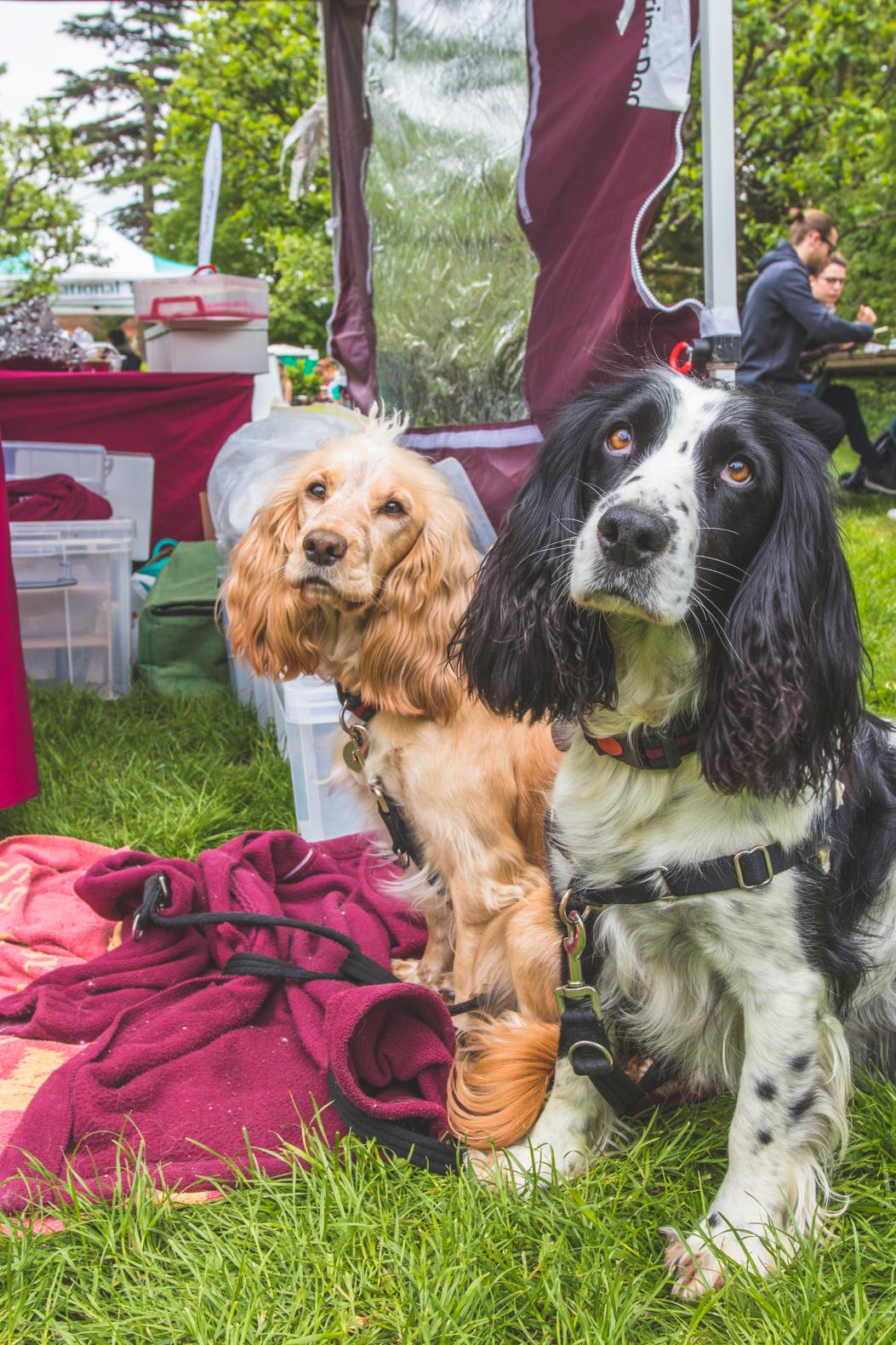 Doggie Day Out: The Great British Dog Walk for Hearing Dogs at Hughenden Manor